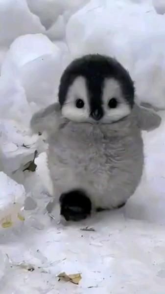 다음 생 펭귄 되게 해주세요.