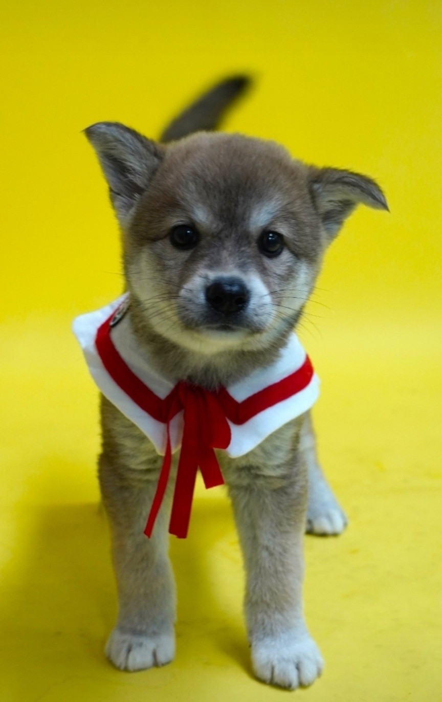 우리 애기라두....(믹스견 2개월정도)