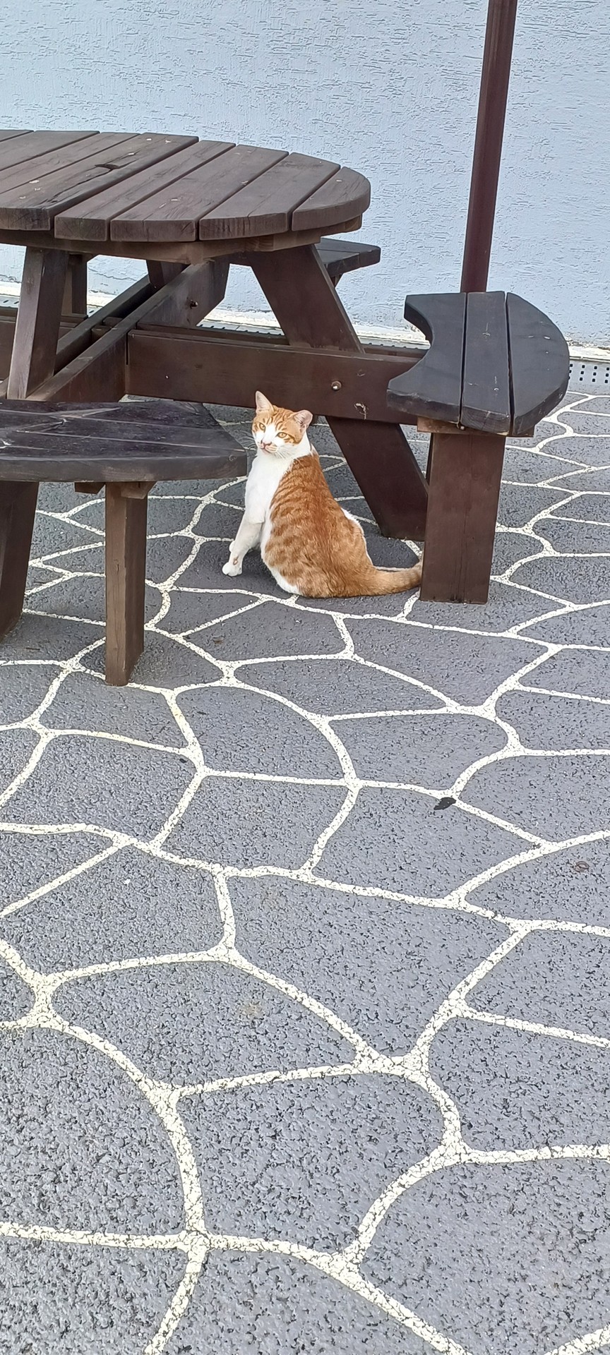 도서관 근처에 사는 길냥이 사진 올립니다..