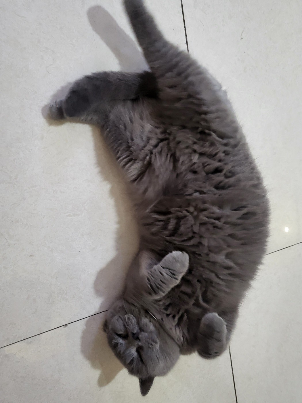 고양이카페신발장에잇던친구에요 이름은호동이래요