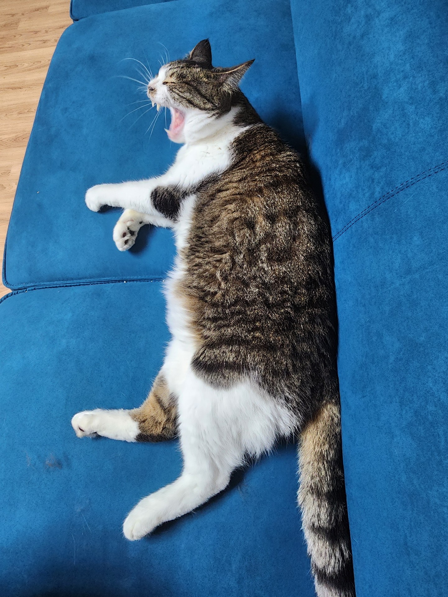 웃긴 사진은 모르겠고 고양이 하품하는 사진은 있어