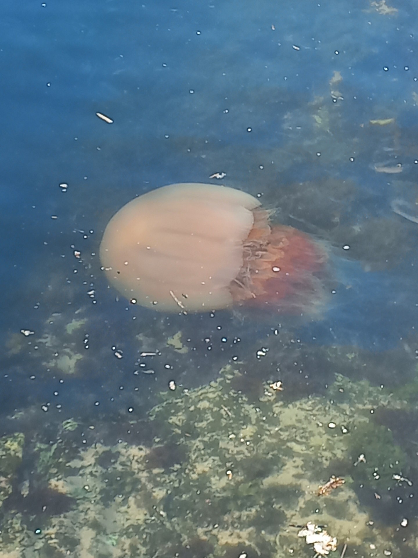 해파리입니다. 잘 써주세여