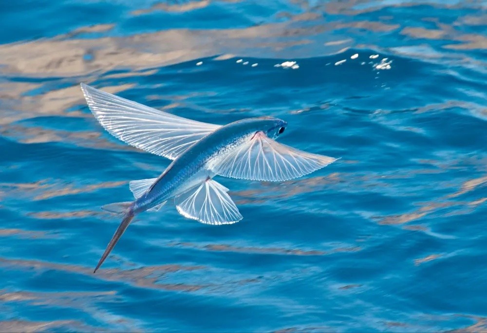 그거 아셨나요? 날치는 지느러미를 펴서 최대 시속 56km/h, 최대 거리 200m까지 활공할 수 있습니다. 하지만 방향 조절이 힘들기 때문에 지나가는 선박에 부딪히는 경우도 잦고, 새나 튀어오르는 만새치에게 잡아먹히기도 합니다.