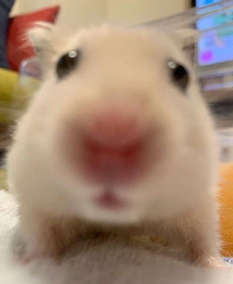 콰차먹쥐님이신가요