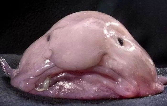 미방없어서 이거인줄(ㅋㅋㅈㅅ)