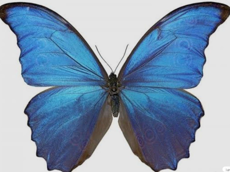 나는 모르포나비임