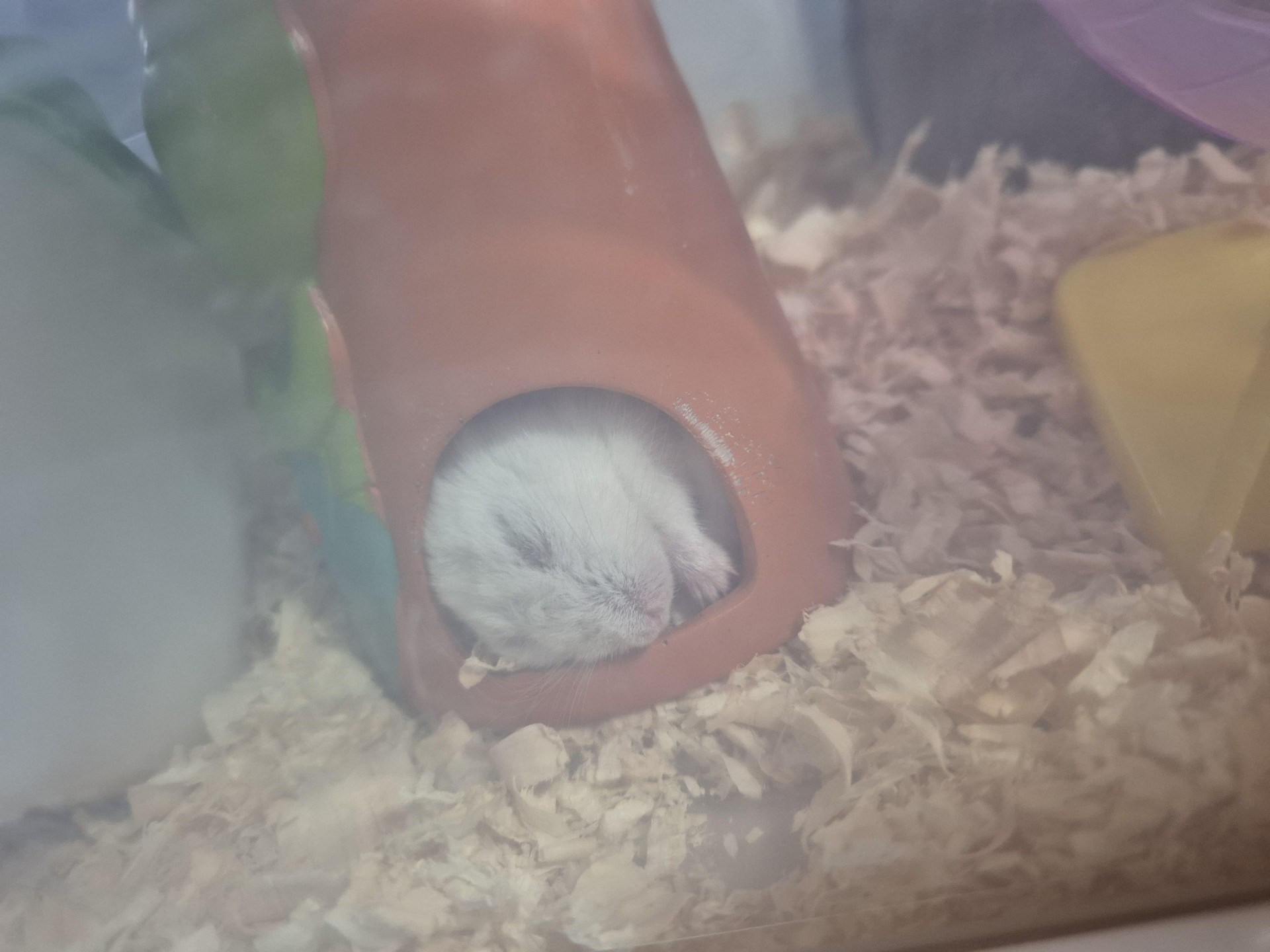 저는 햄스터 키우자고 냅다 바닥에 들어누웠는데 키우게해주셨어요!ㅋㅋㅋ