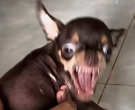 야이씨발새끼들아뒤질래