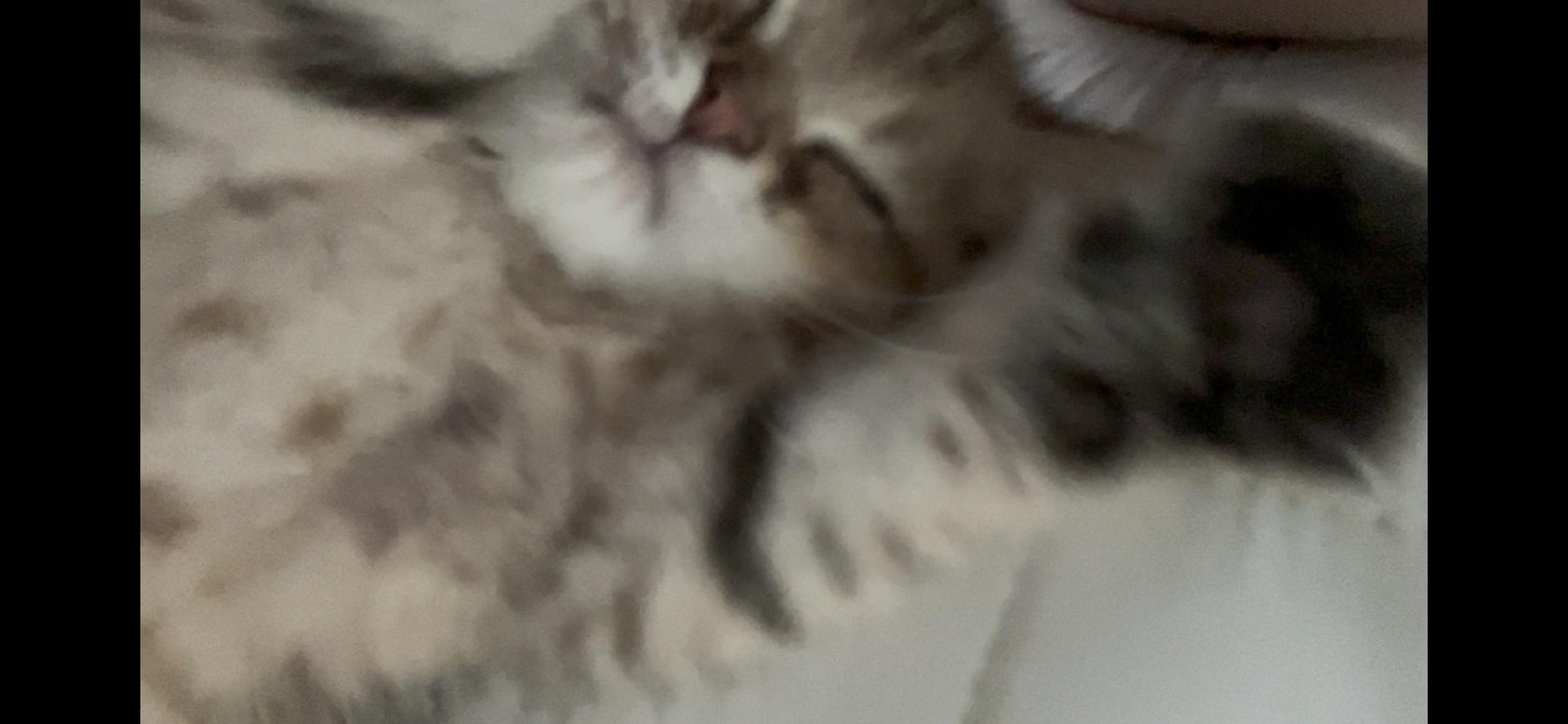 이름: 춘삼이/ 브리티쉬 숏헤어😻