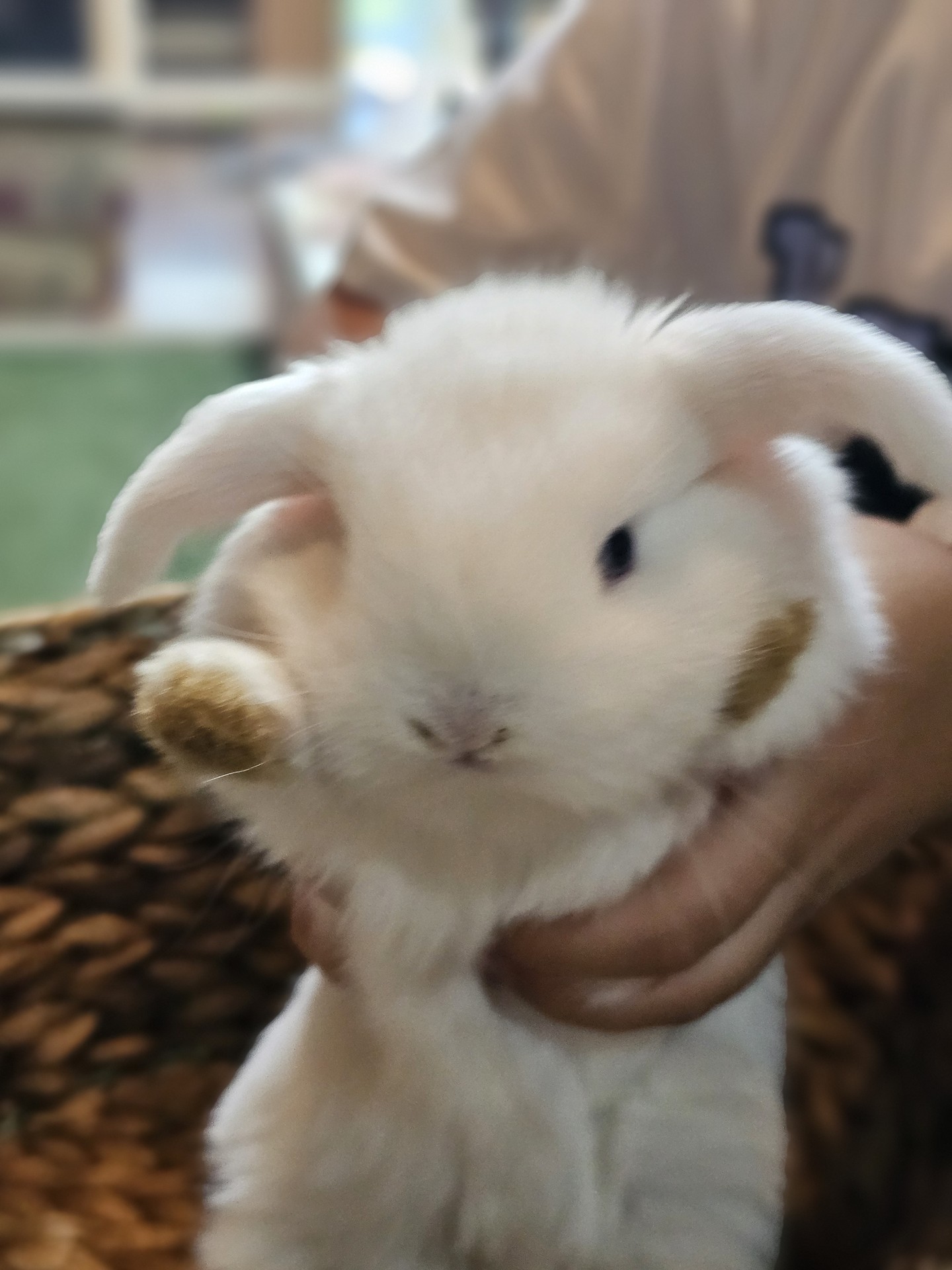우리집에 있는 이쁘니 토끼 영접! (참고로 주택살아서 집이 62평이고 약간 카페처럼 생김)