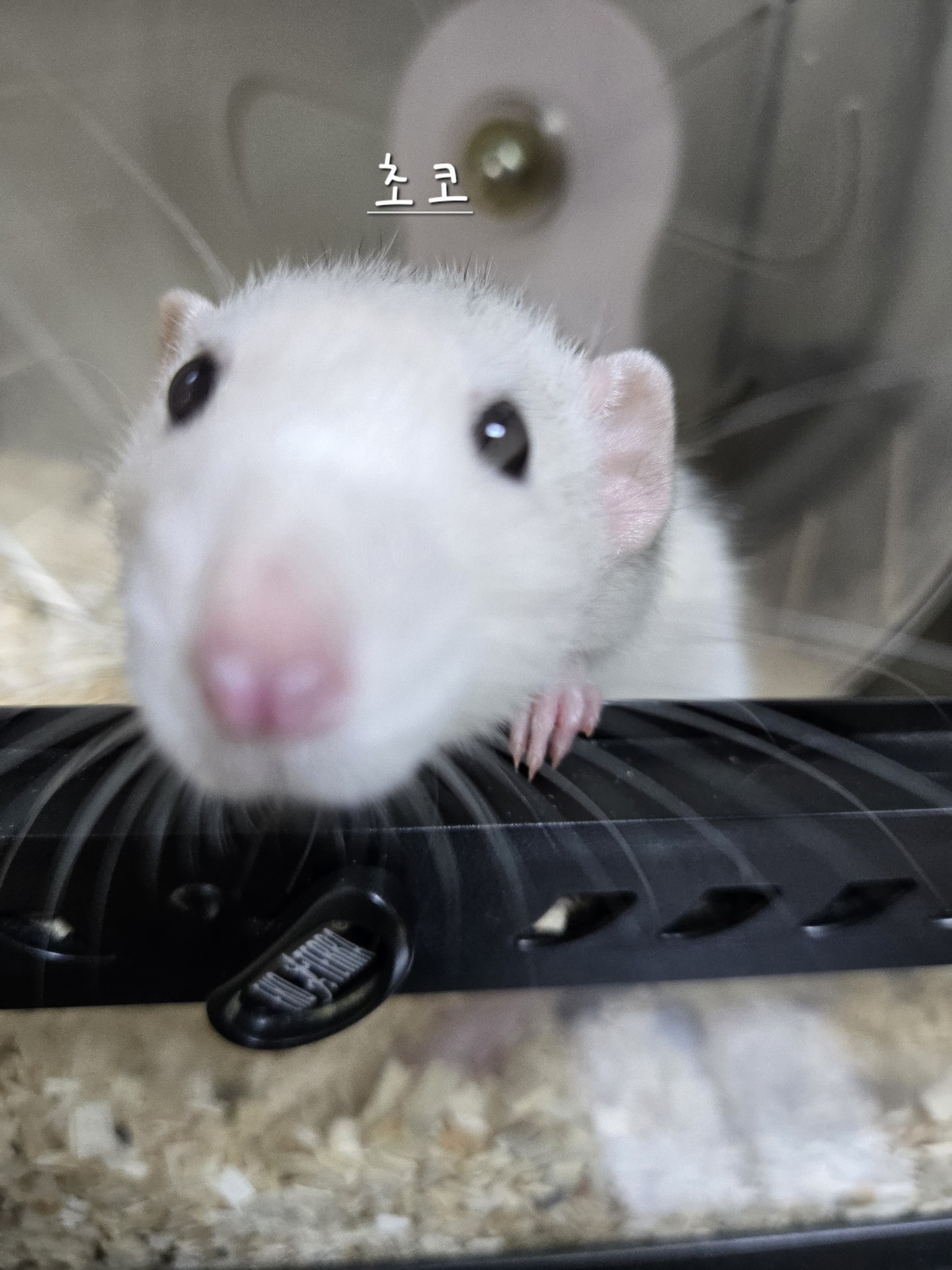이름:초코
성별:여자
라따뚜이에 나오는 똑똑한 쥐 과의 동물
입니다.
(젭알~~~~꼭 뽑아줬으면 좋겠네요..🫣😃)
