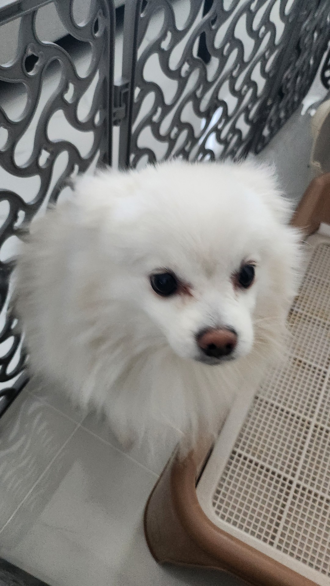 종류:폼피츠(포메라니안+스피츠)
이름:오레오
성별:남자
나이:3살(2026년 기준)