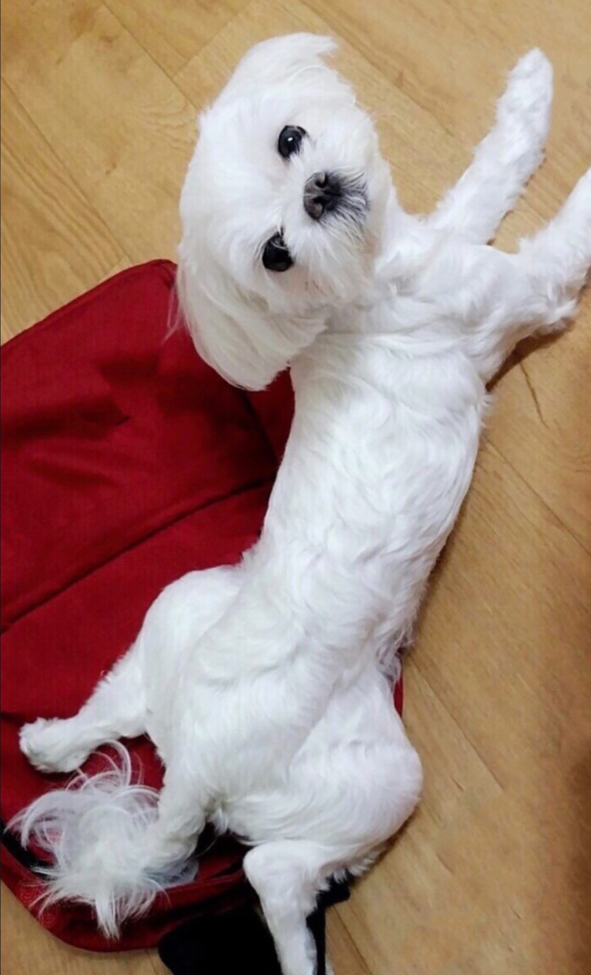 오 이사람 욕 안하기 하는사람이였네 홧팅
