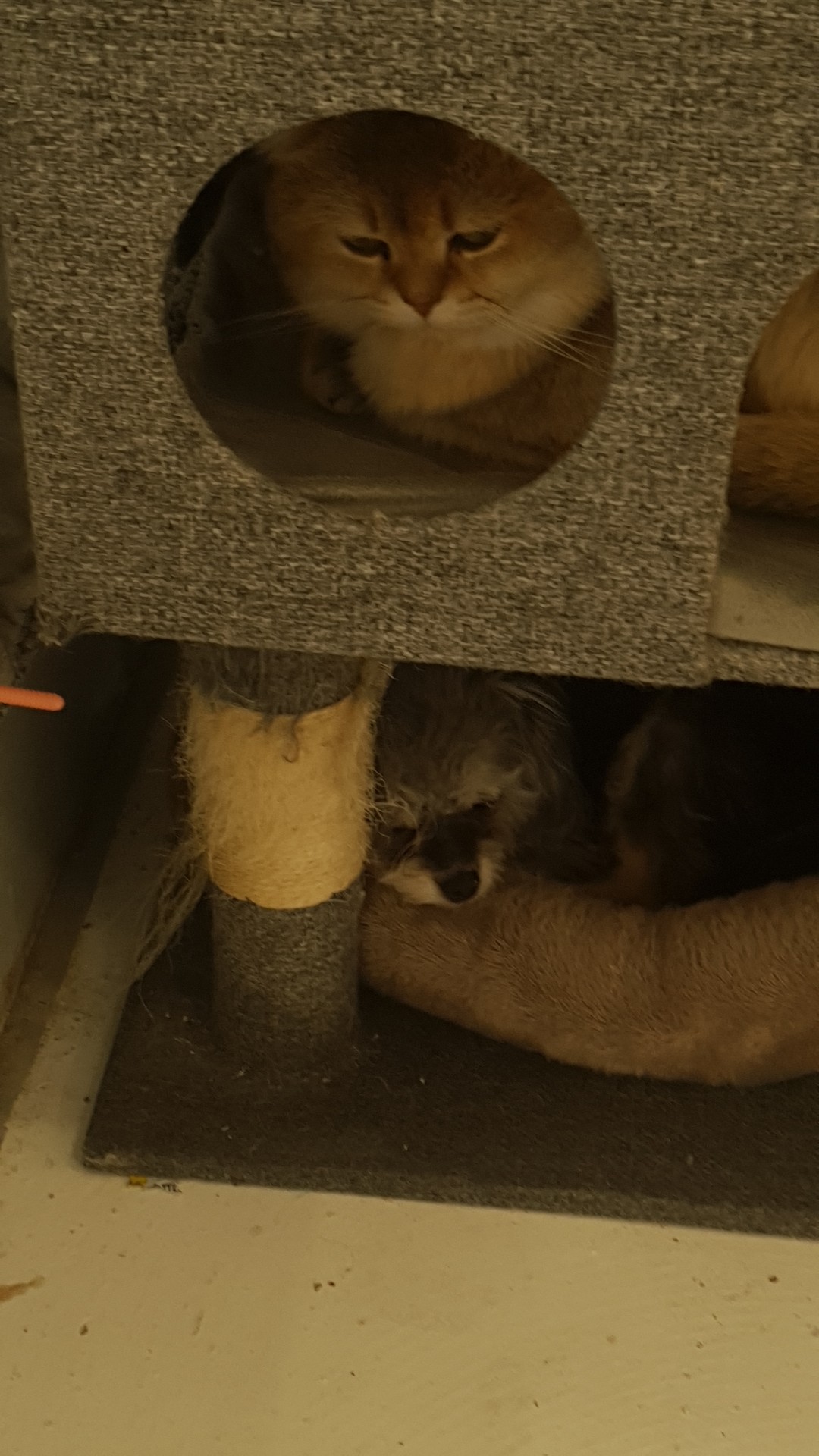 고냥이