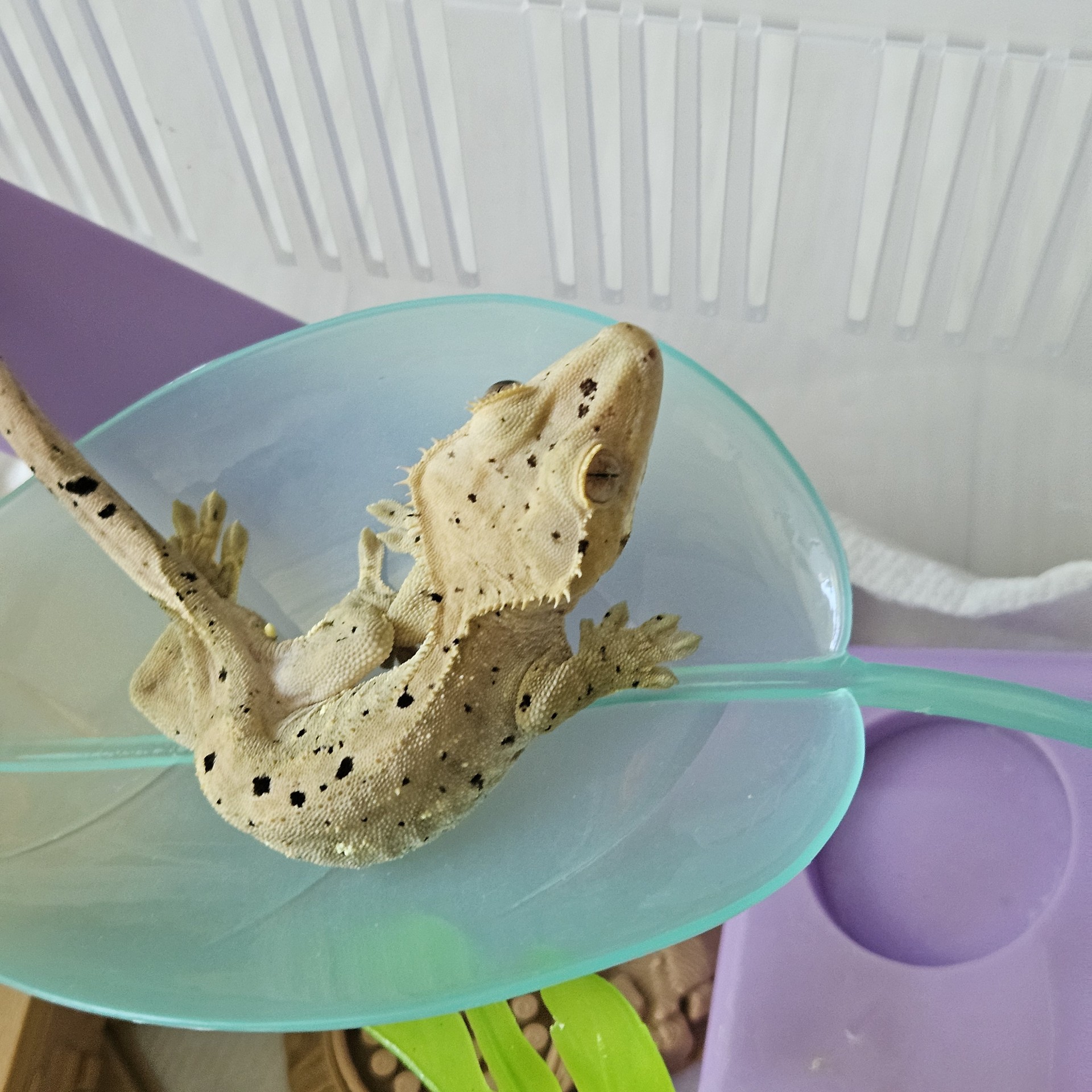 도마뱀 자랑🦎