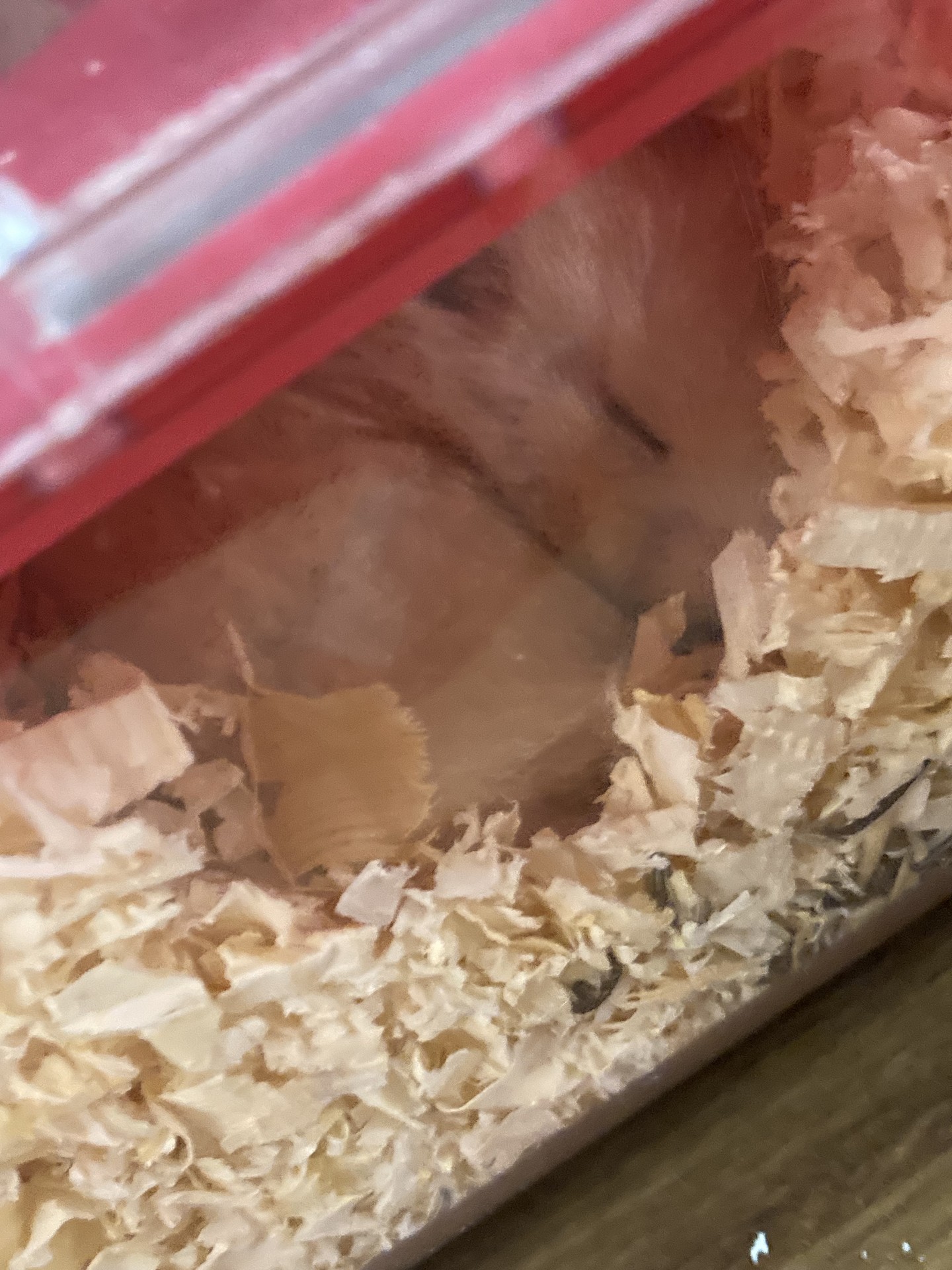 햄찌 자랑🐹