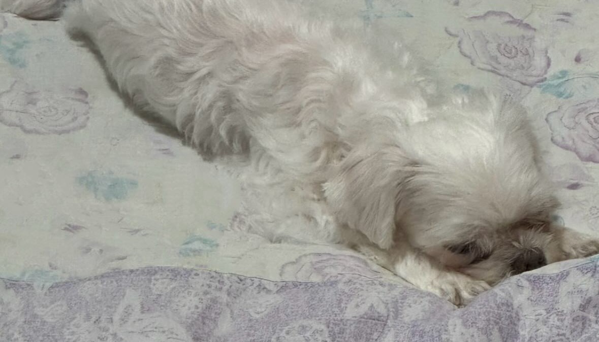너무 귀여워요😭 저희 강아지도 올릴게요