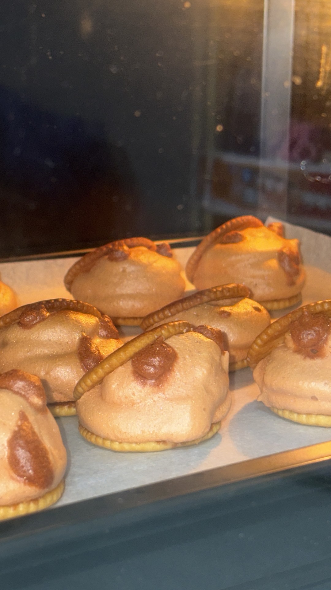 카피바라 비상 비상