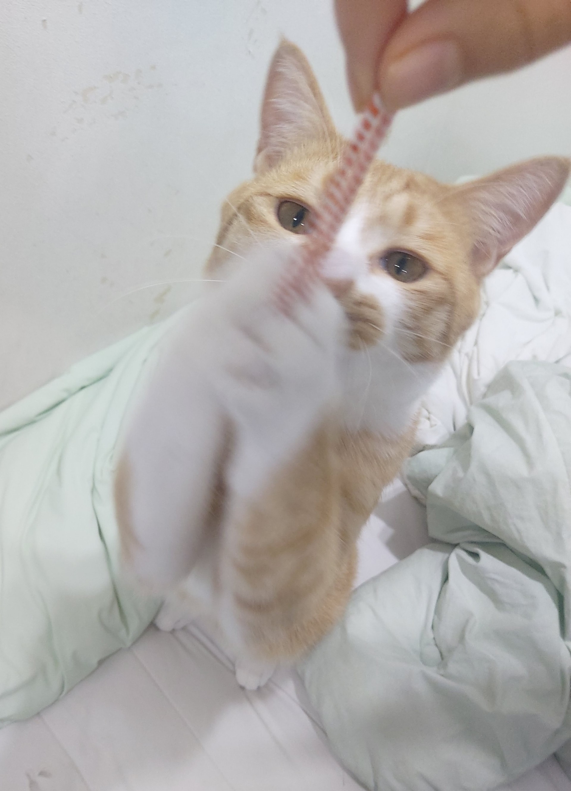 피폐물 웹툰 추천좀