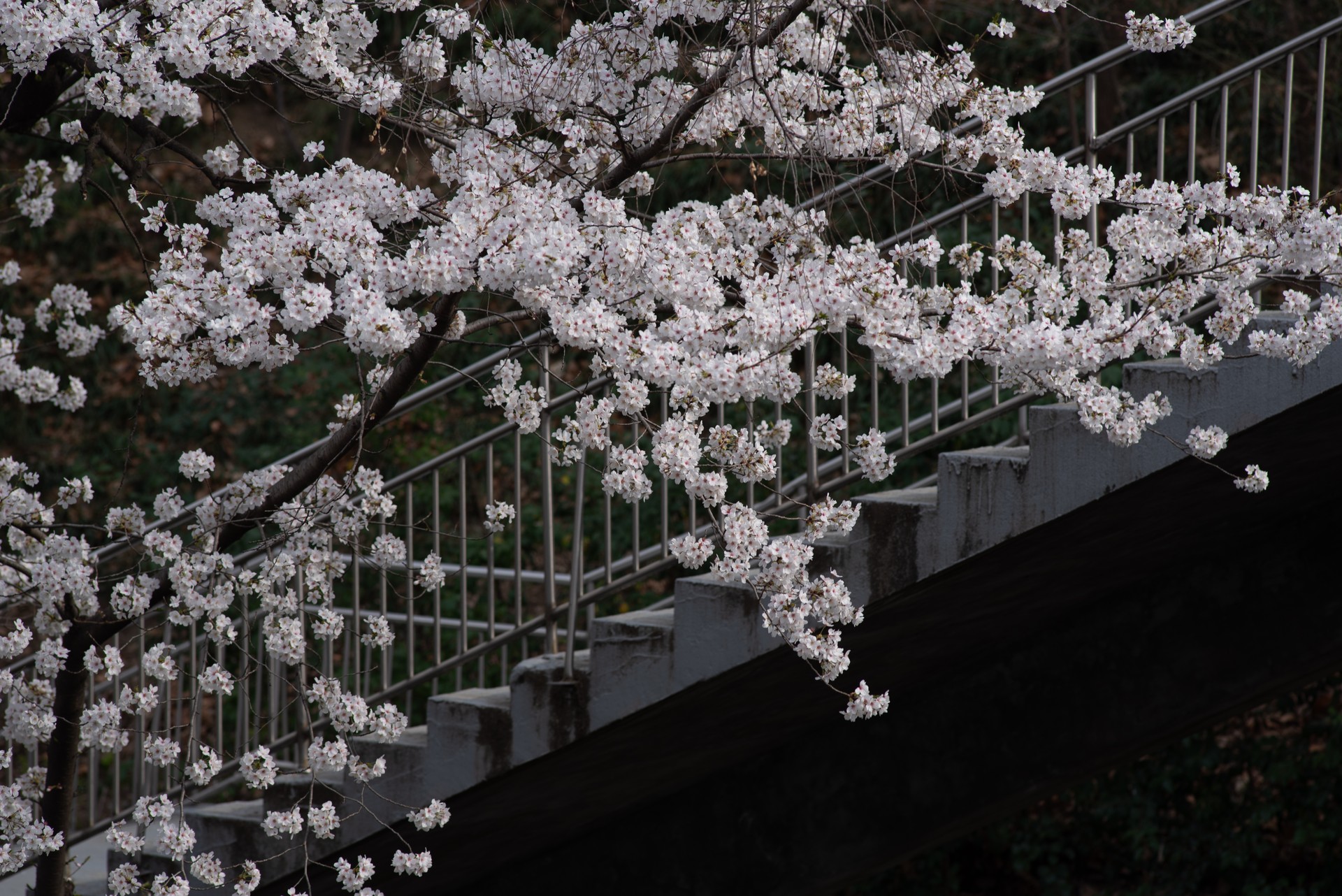 사진작가가 꿈인 사람이 찍은 사진✌🏻