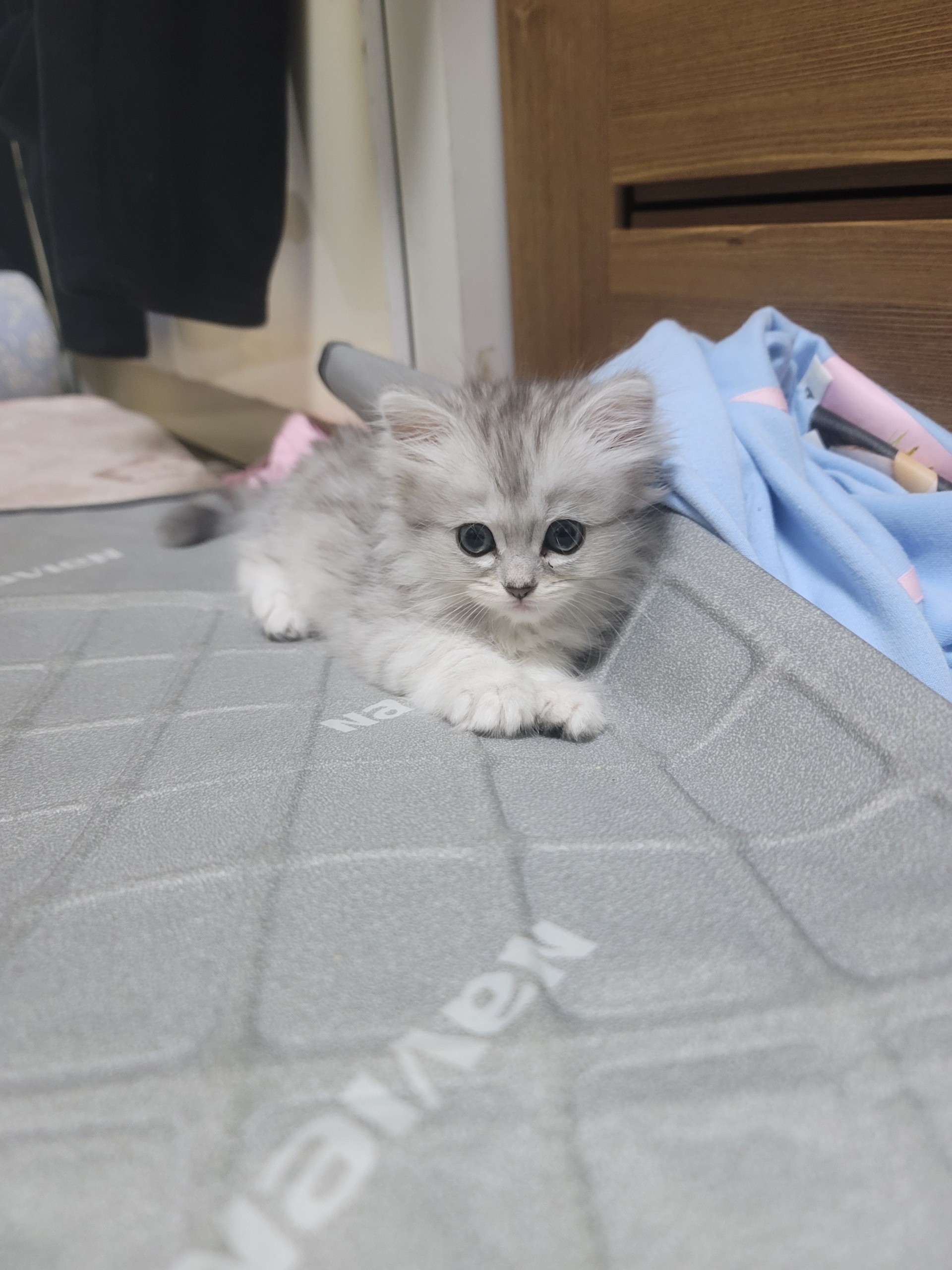 고양이 좋아분들
