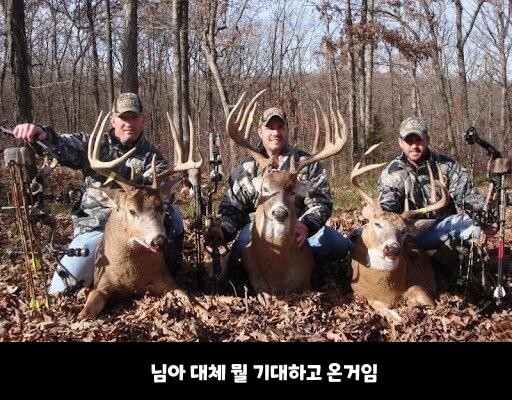 서양 왕사슴 가이즈 달린다 ㄷㄷㄷ