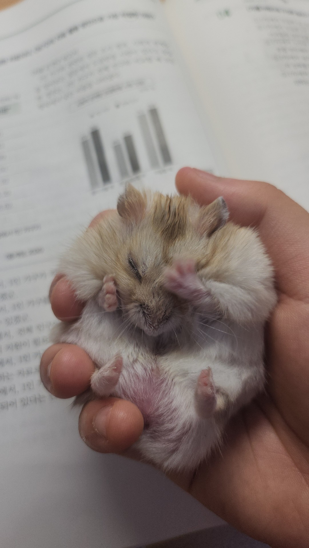 화작푸는 햄스터