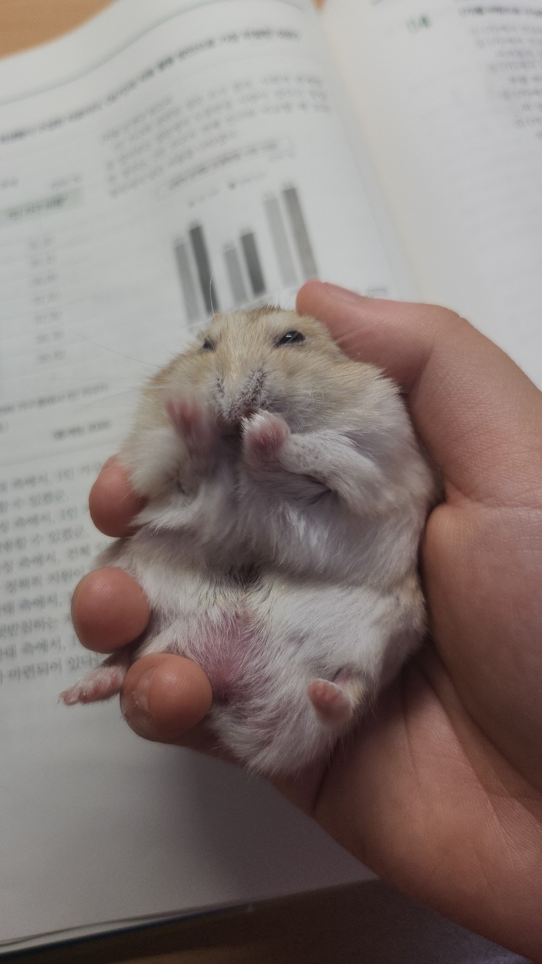 화작푸는 햄스터