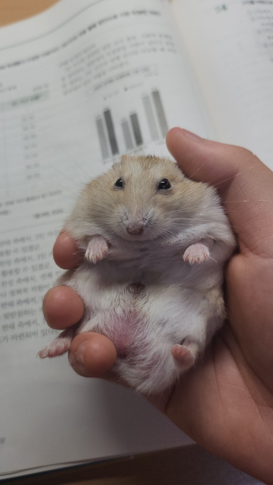 화작푸는 햄스터