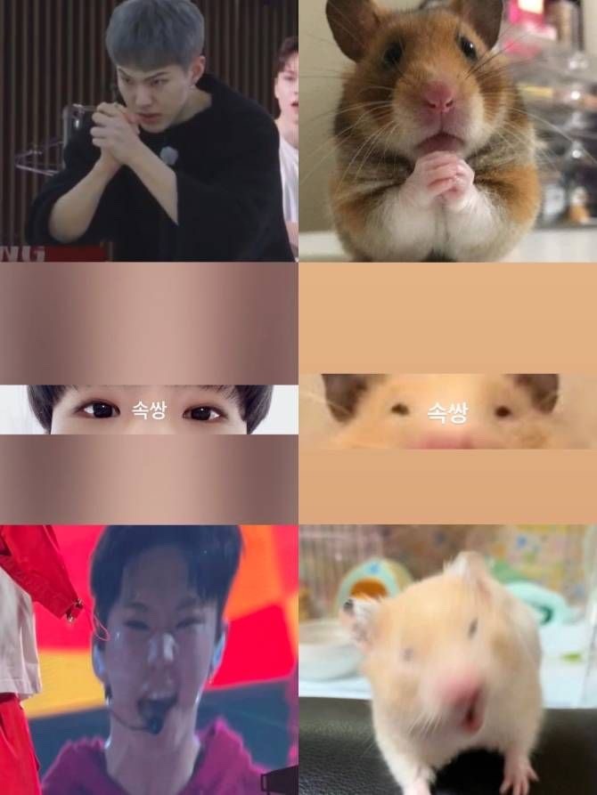 호시 귀여운 짤 공유 합니당