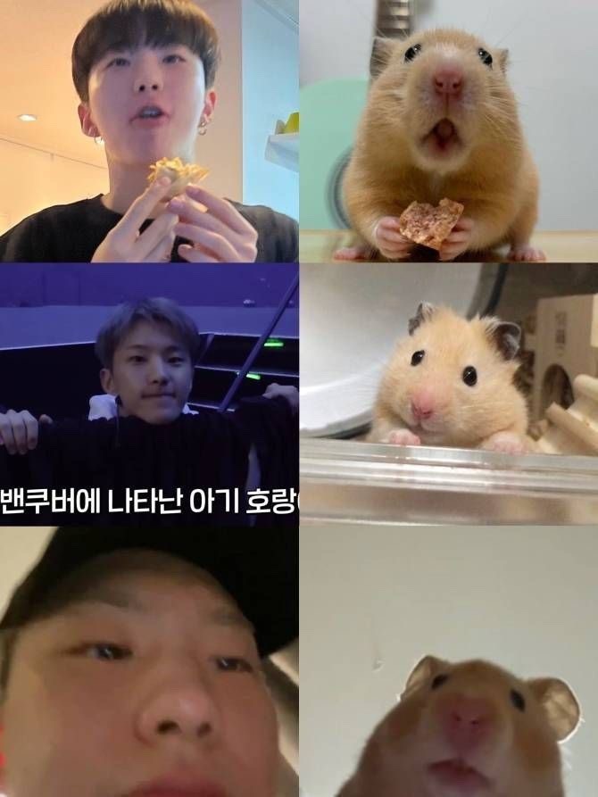 호시 귀여운 짤 공유 합니당