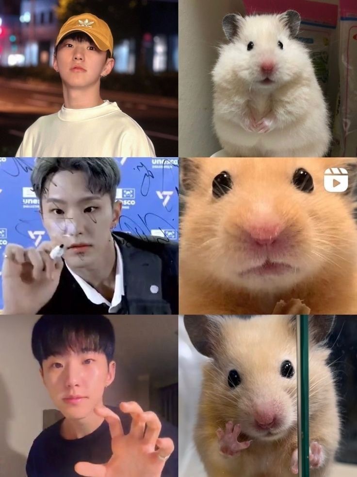 호시 귀여운 짤 공유 합니당