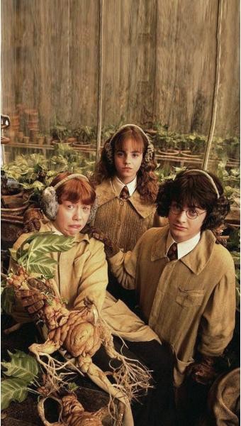 해리포터 사진's