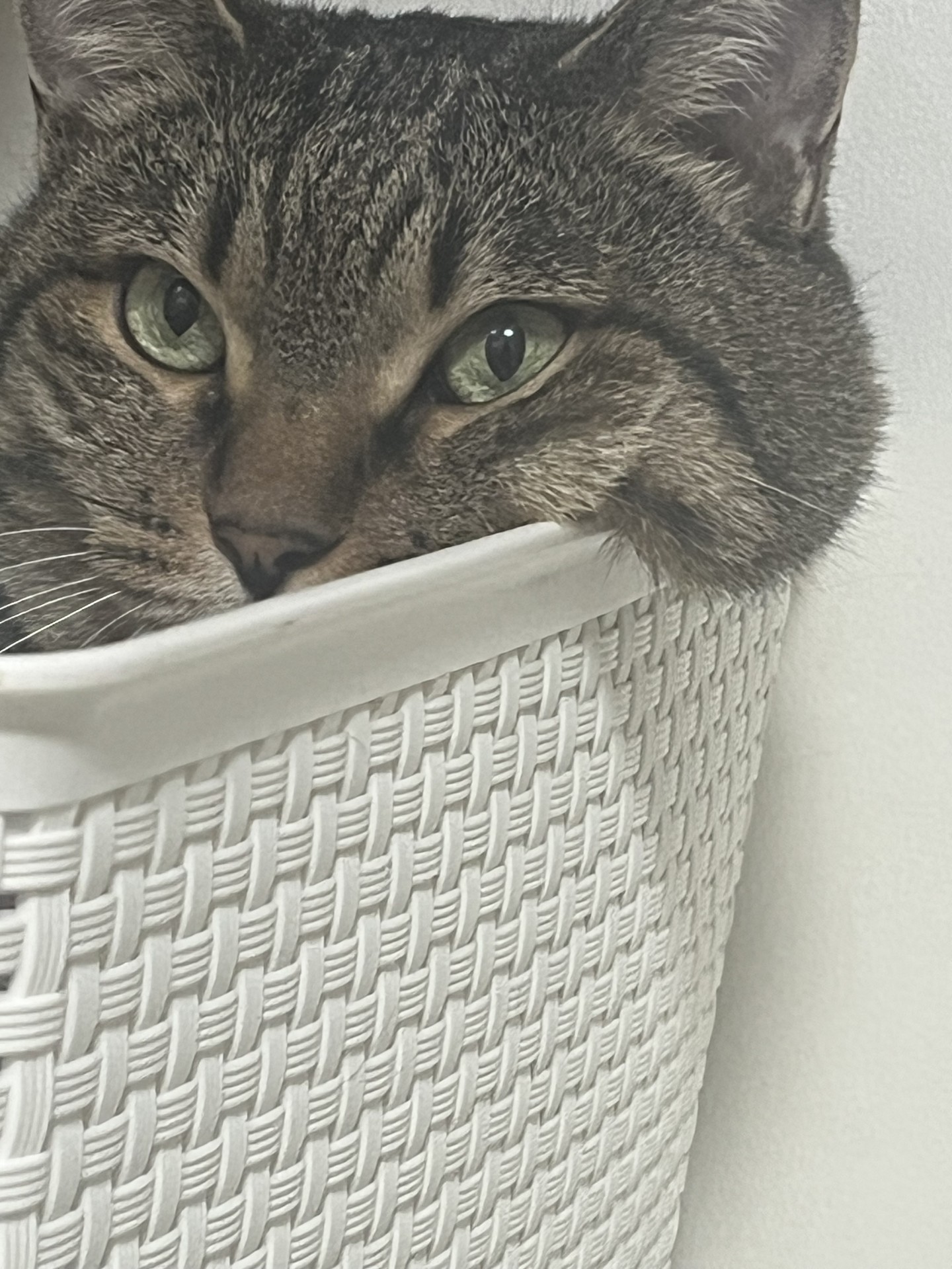 우리 치타 볼 흐른다~🫠