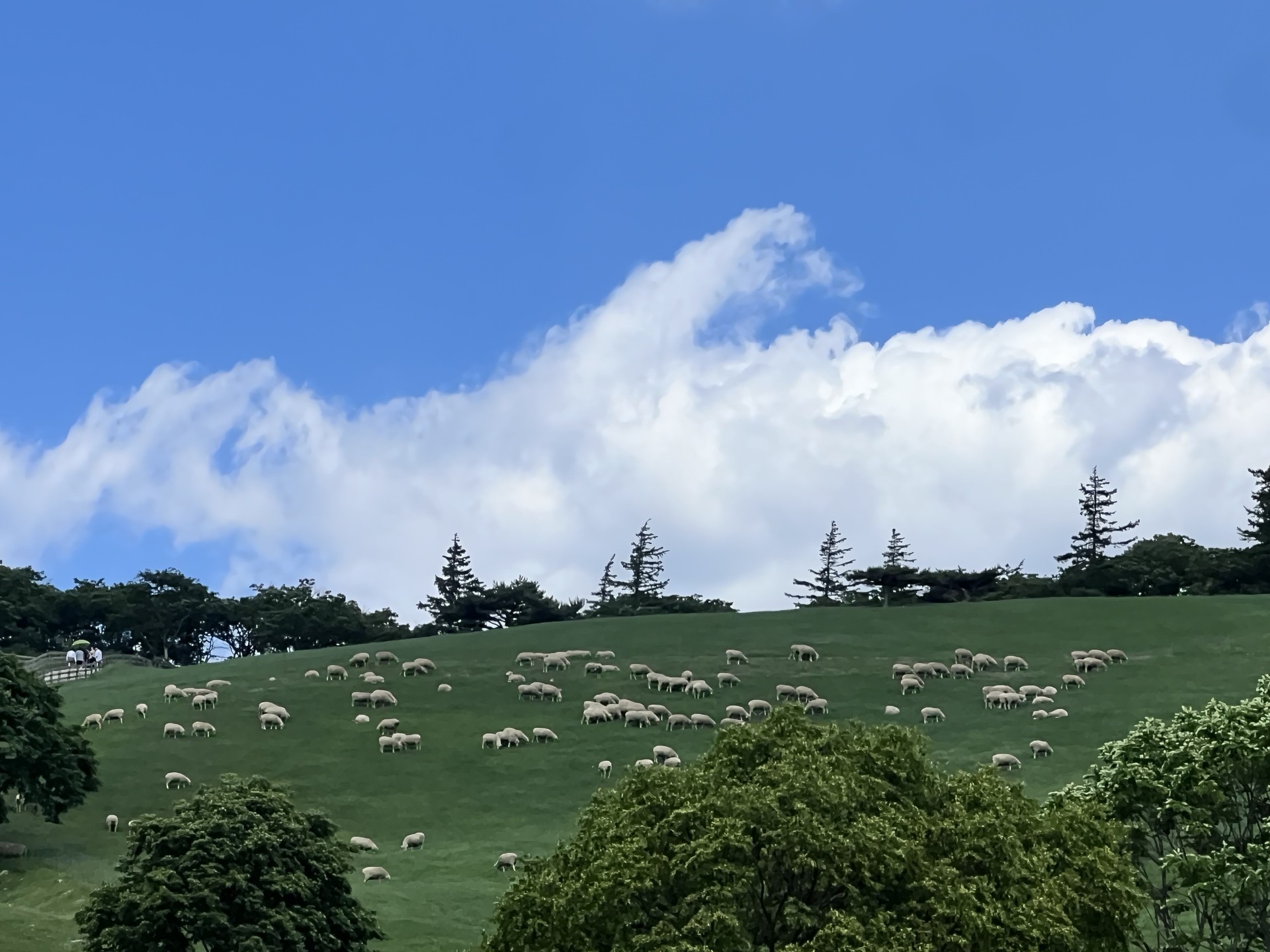 1년 동안 찍은 내 사진들