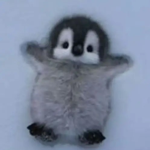 짝남 포가 할까?