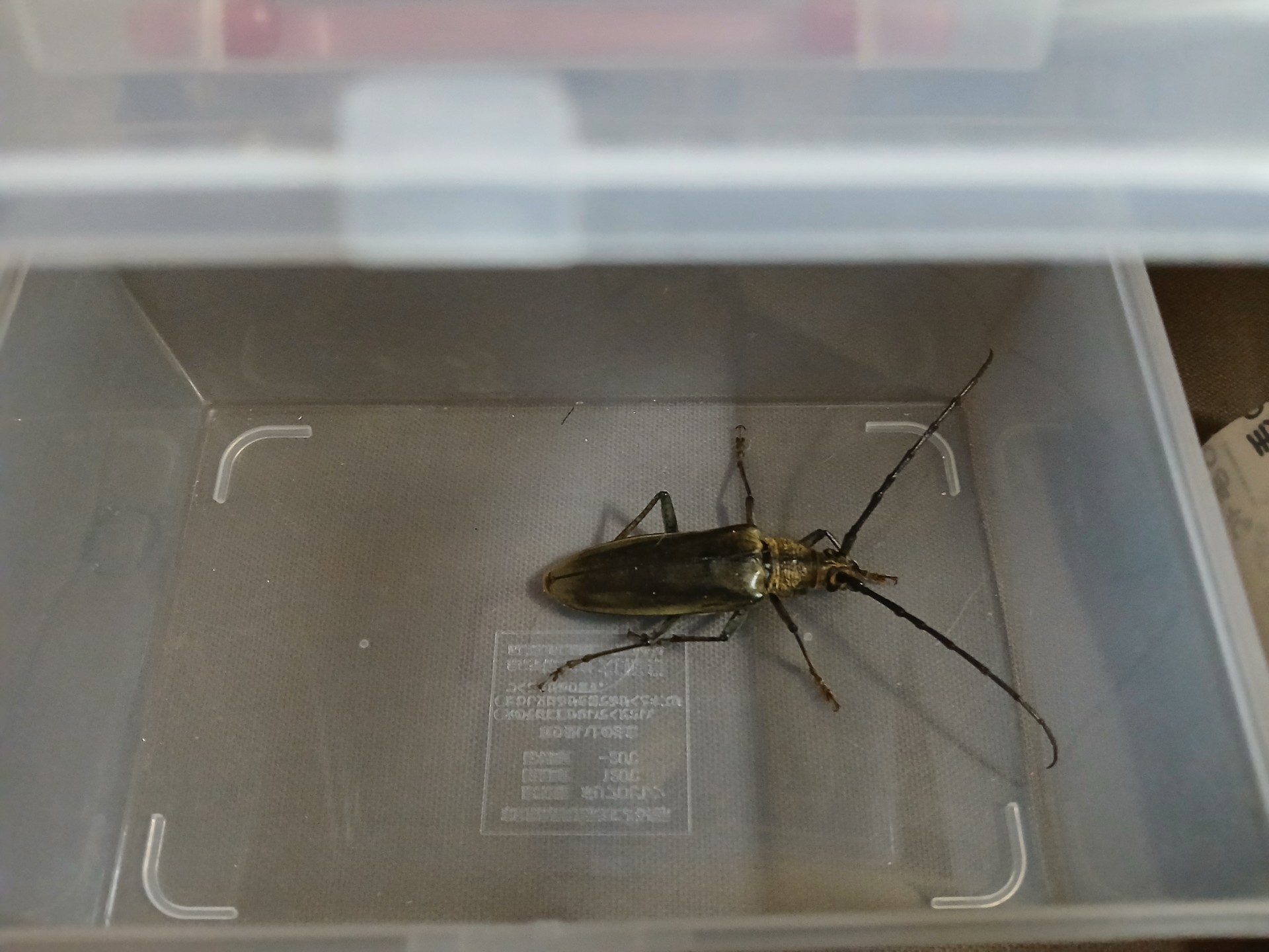 우리 아빠...(심약자,벌래극혐자는 절.대.보지 마시오)