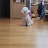 울집 강쥐