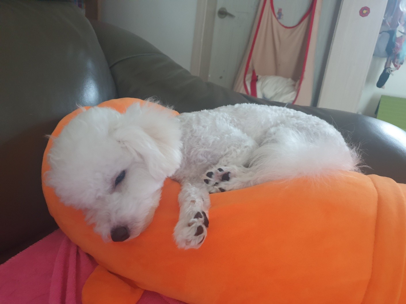 반려동물 자랑하구가 ㅎㅎ