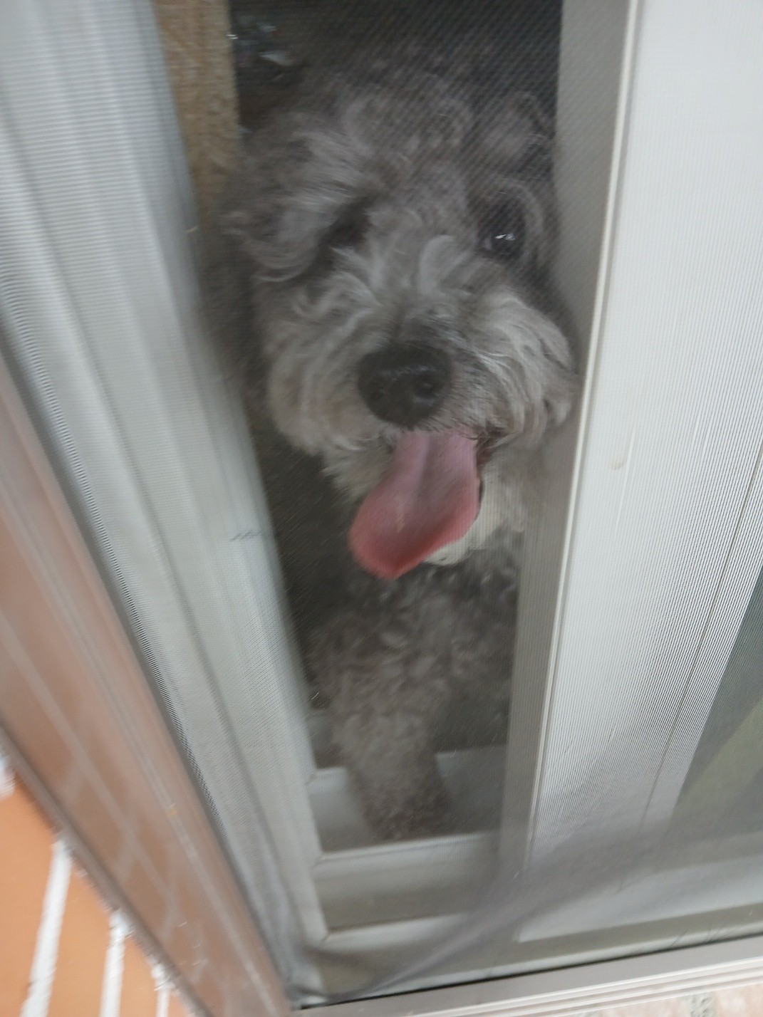 반려동물 자랑하구가 ㅎㅎ