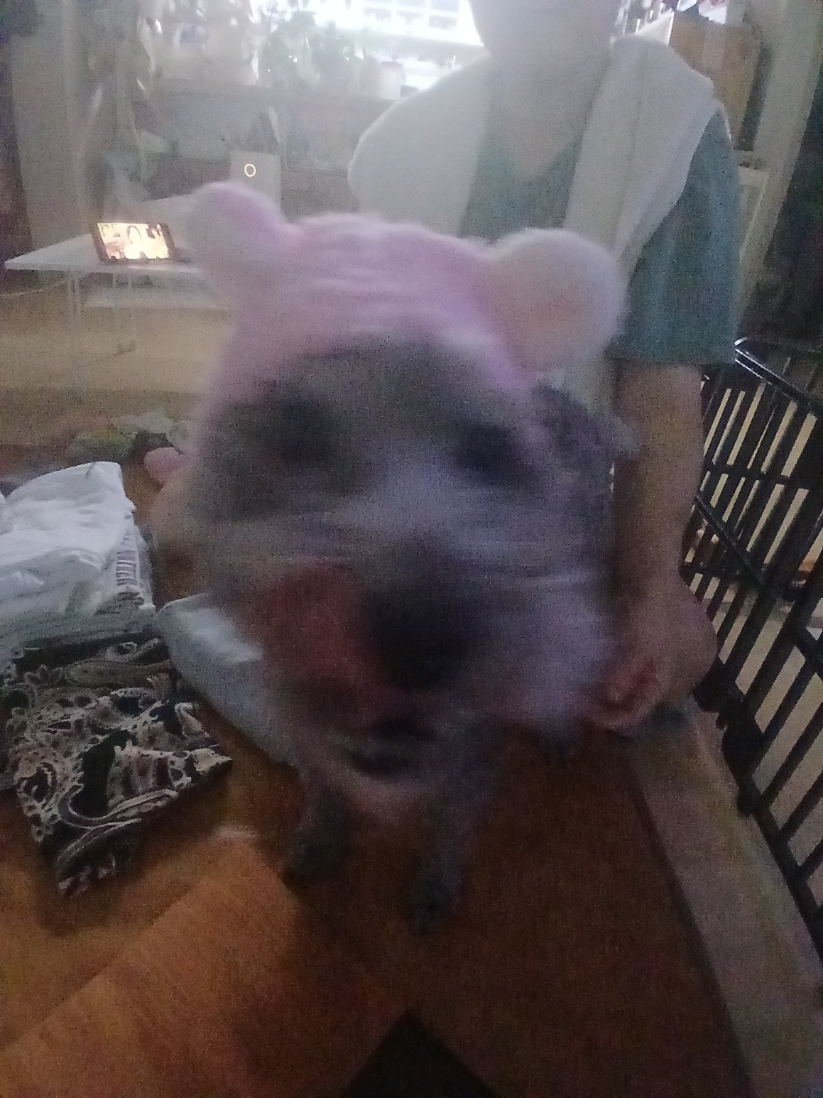 반려동물 자랑하구가 ㅎㅎ