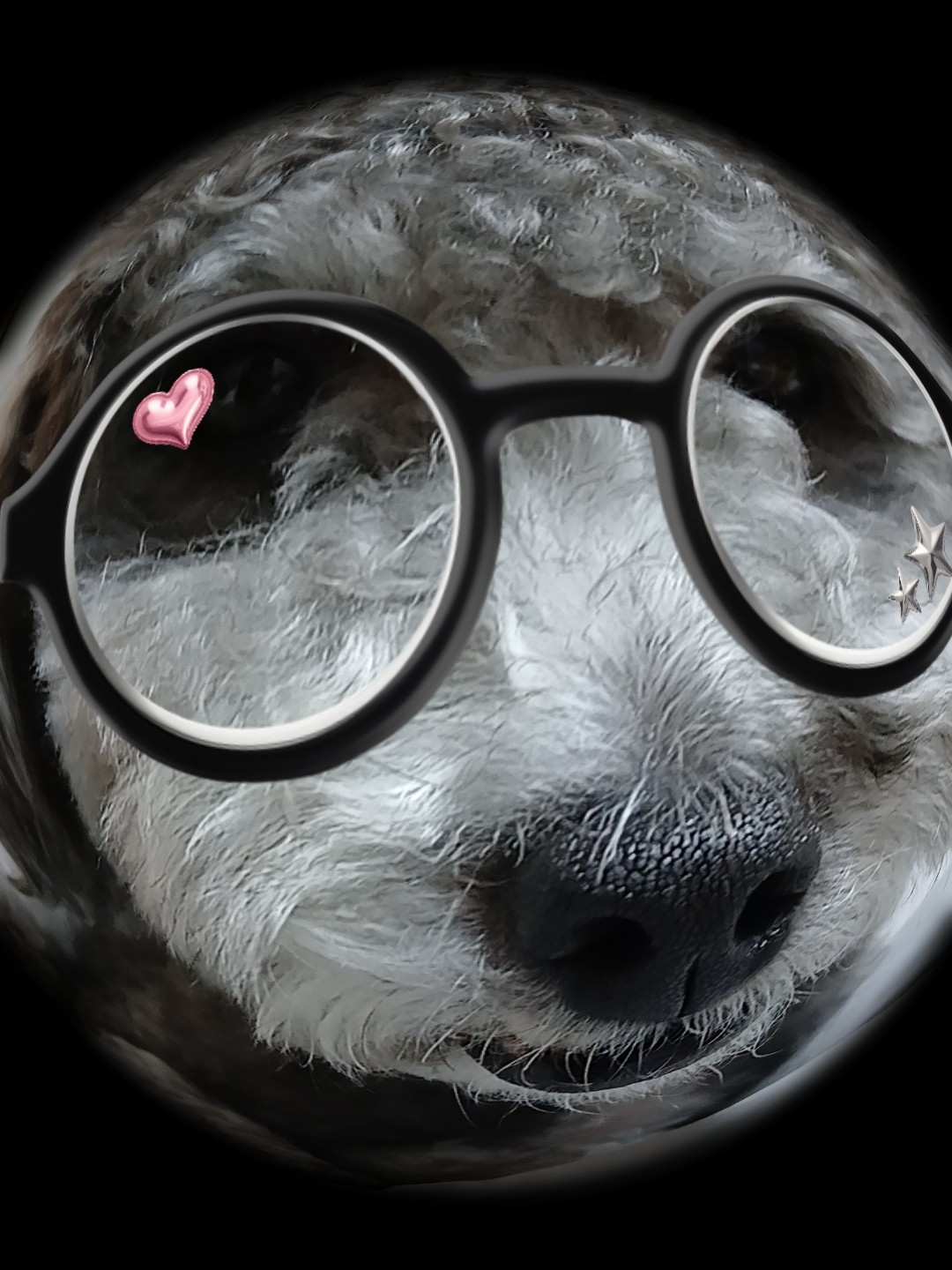 반려동물 자랑하구가 ㅎㅎ