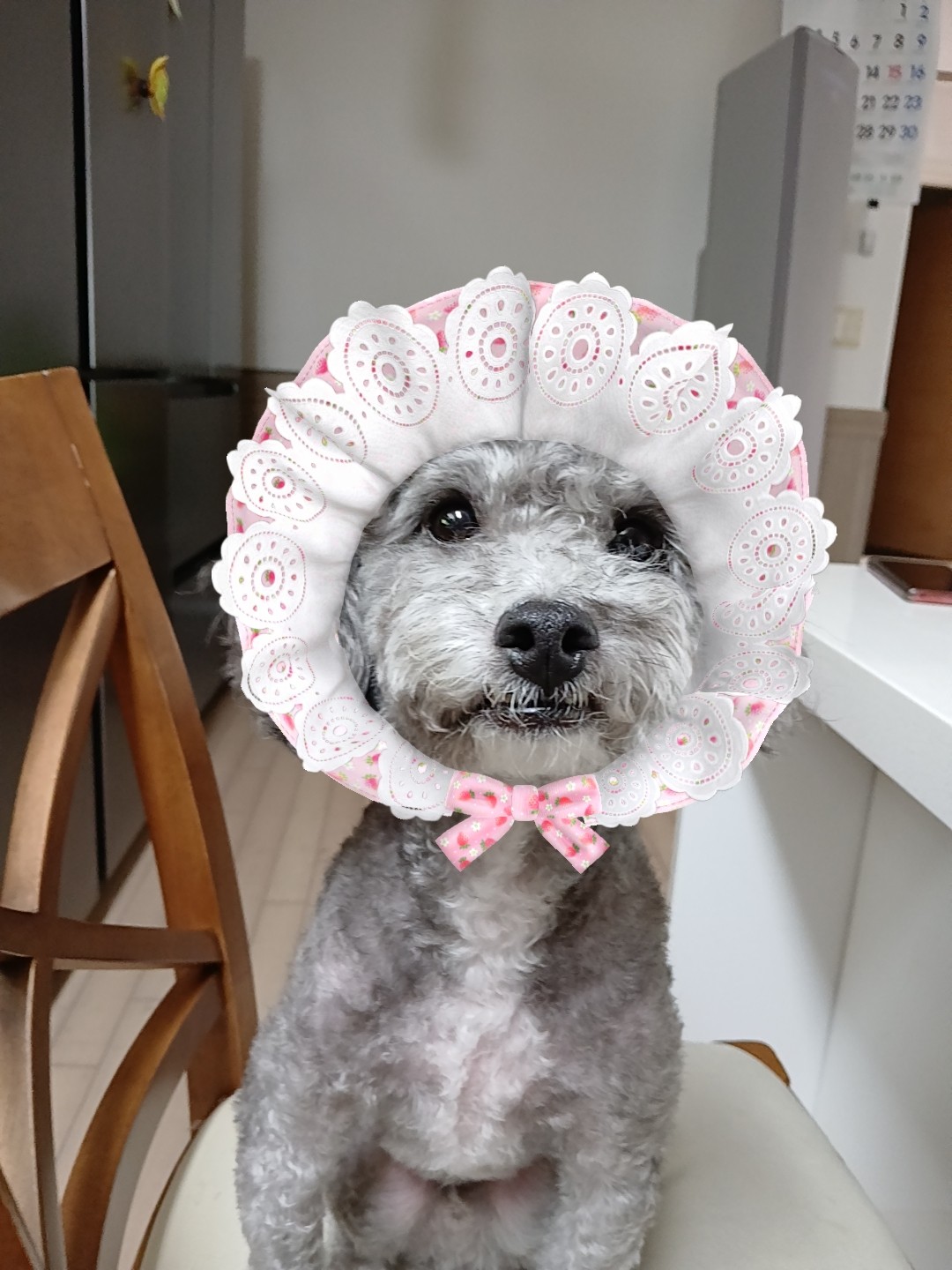 반려동물 자랑하구가 ㅎㅎ