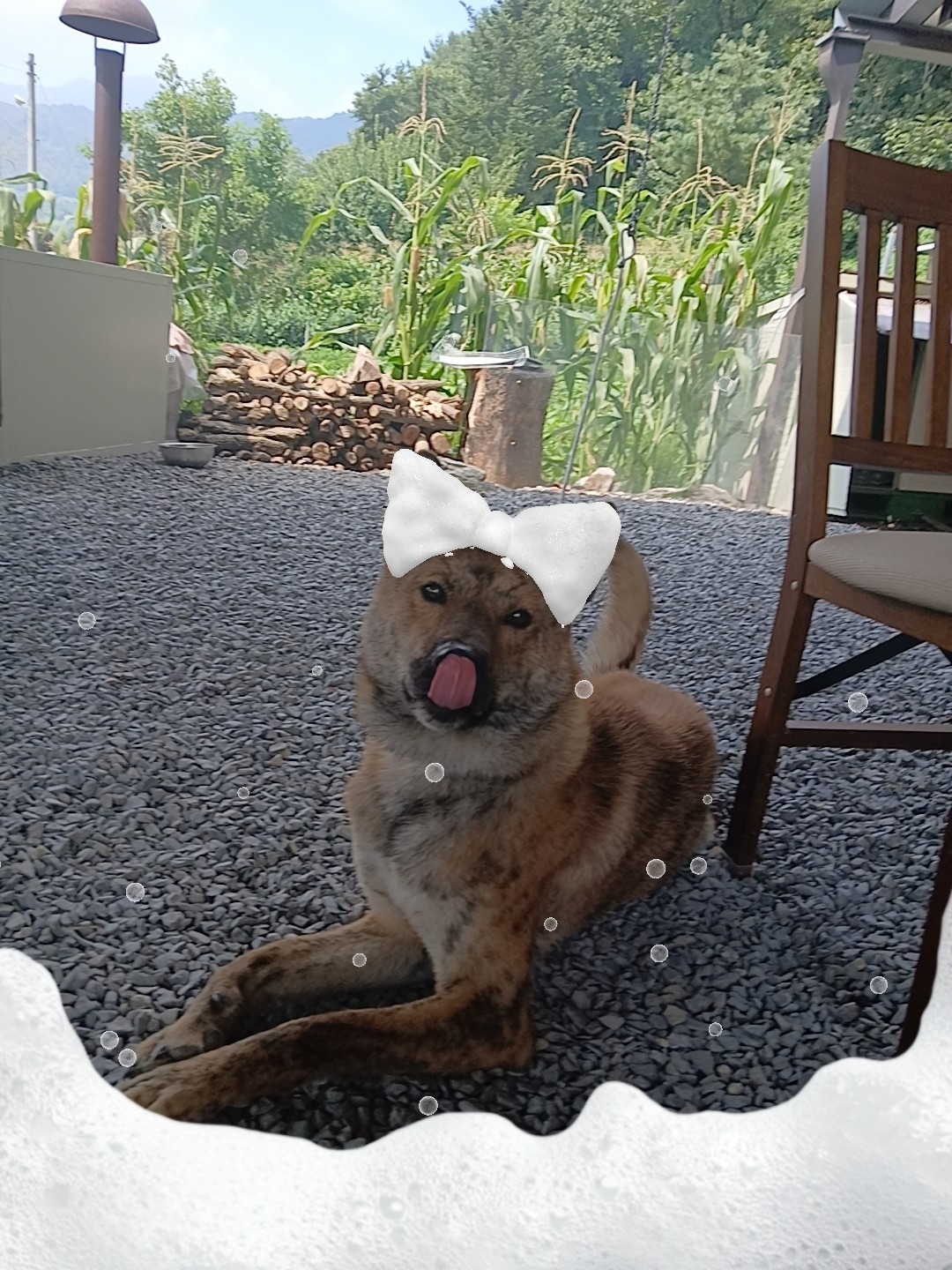 반려동물 자랑하구가 ㅎㅎ