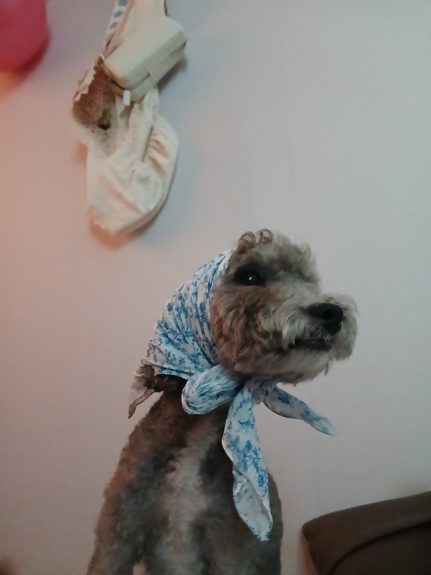 반려동물 자랑하구가 ㅎㅎ