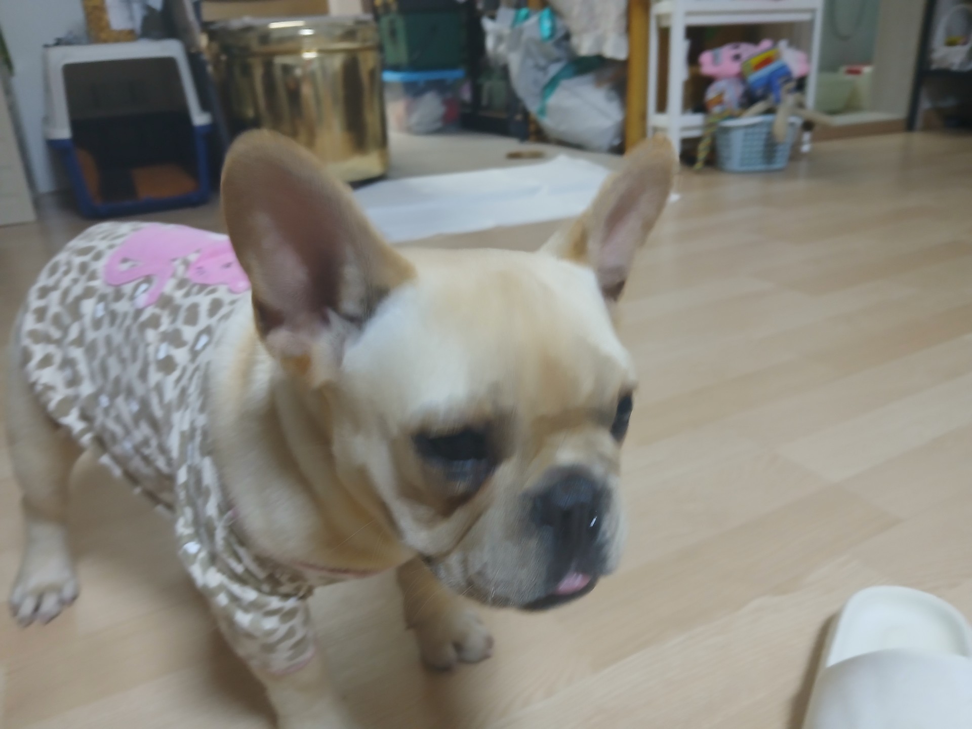 반려동물 자랑하구가 ㅎㅎ