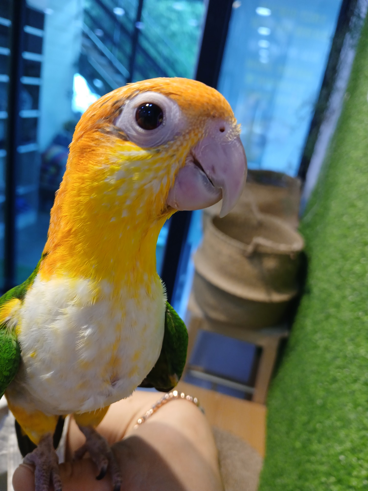 반려동물 자랑하구가 ㅎㅎ