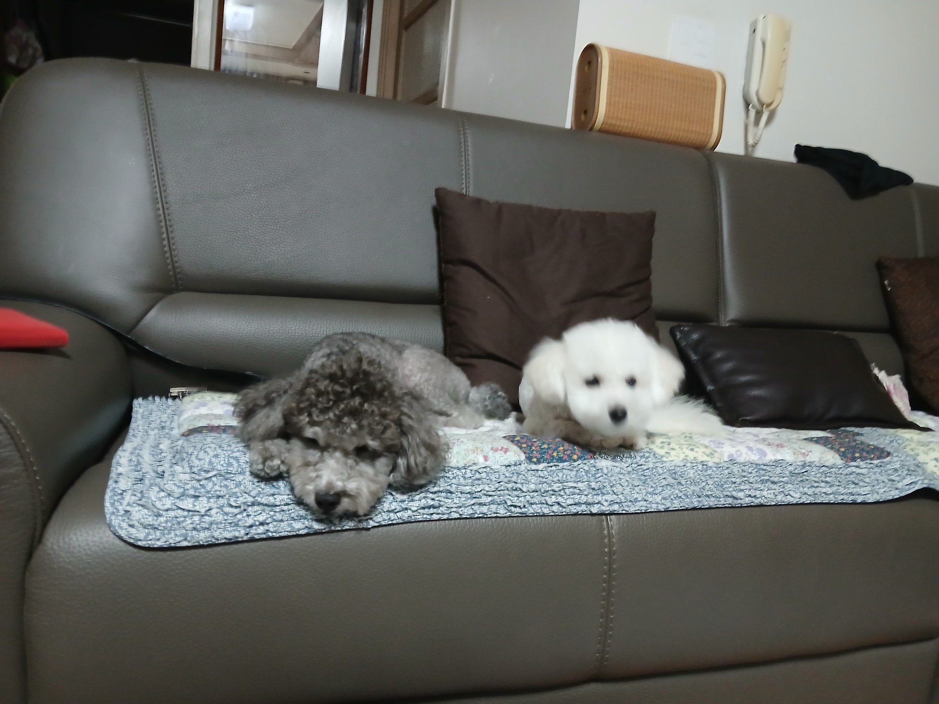 반려동물 자랑하구가 ㅎㅎ