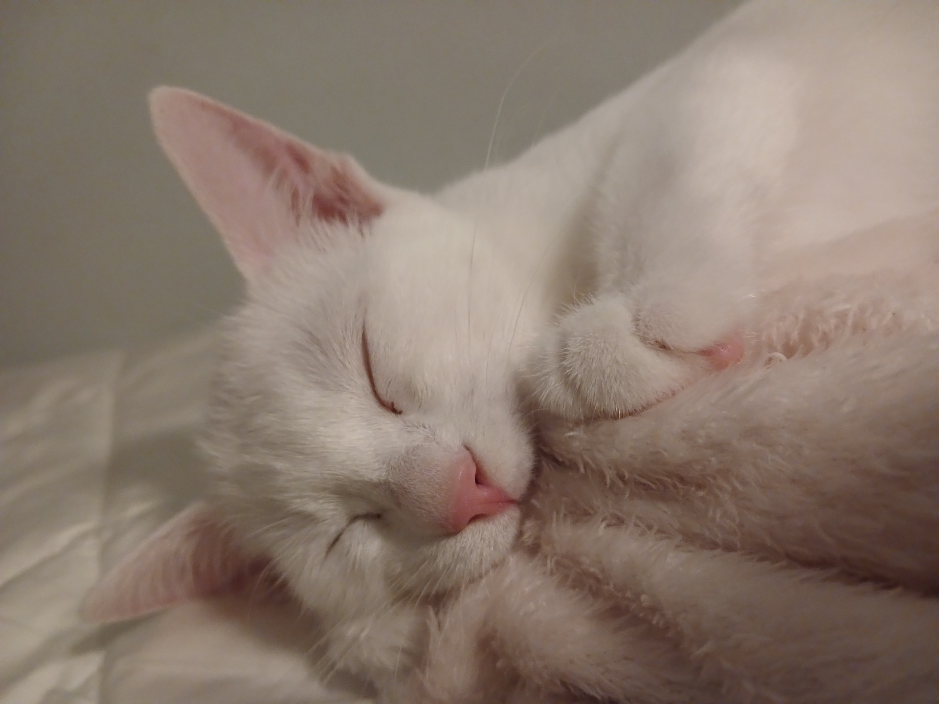 반려동물 자랑해주세용!