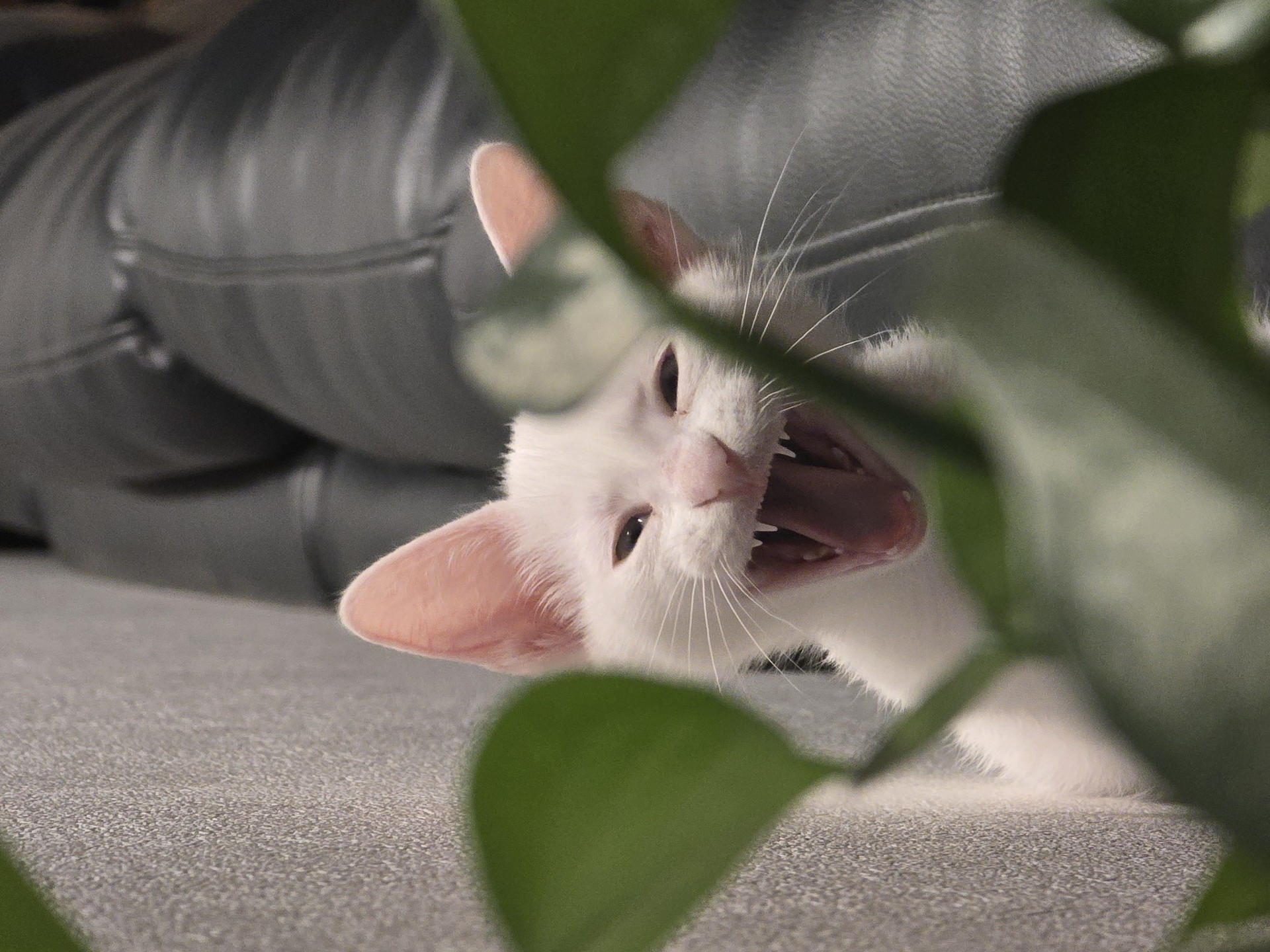 반려동물 자랑해주세용!